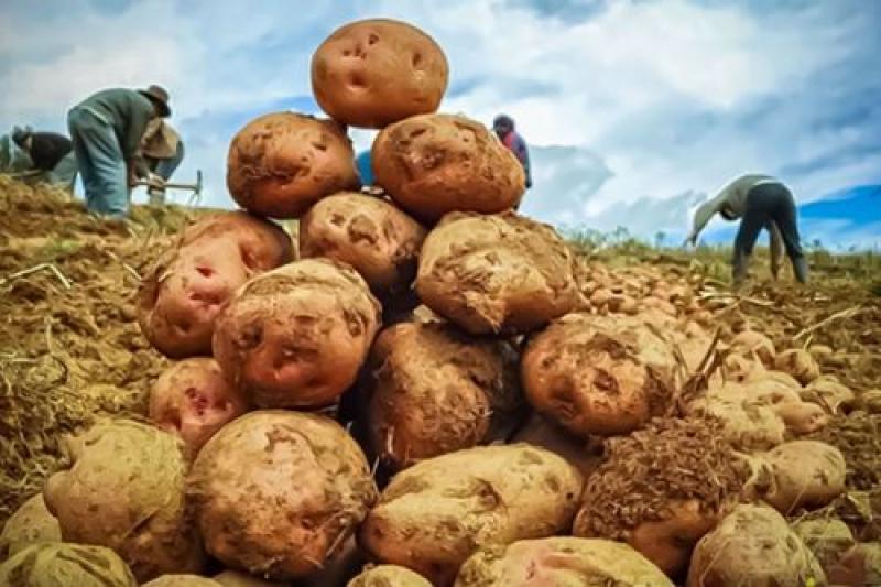 Conoce el gran aporte del Perú a la nutrición mundial