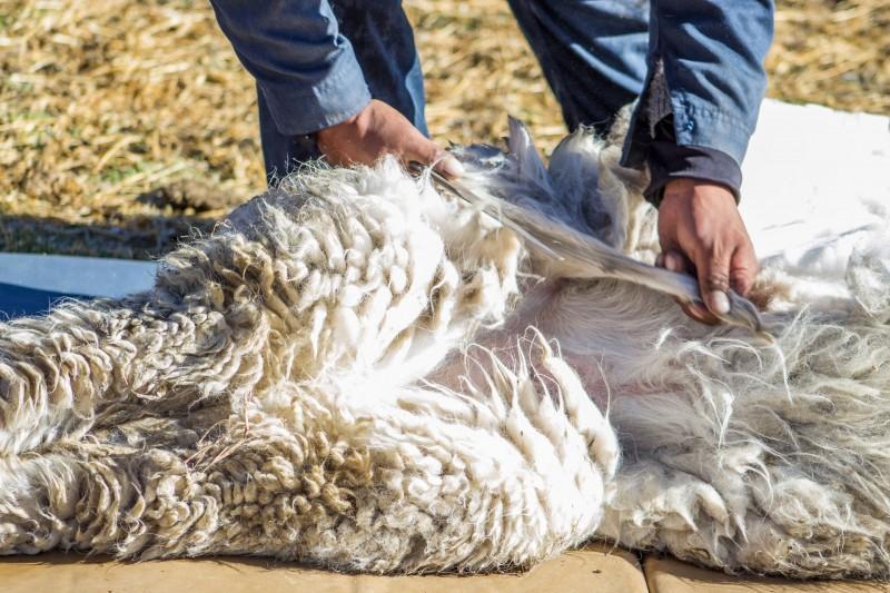 Conoce el protocolo sanitario que regula el manejo y esquila de la vicuña