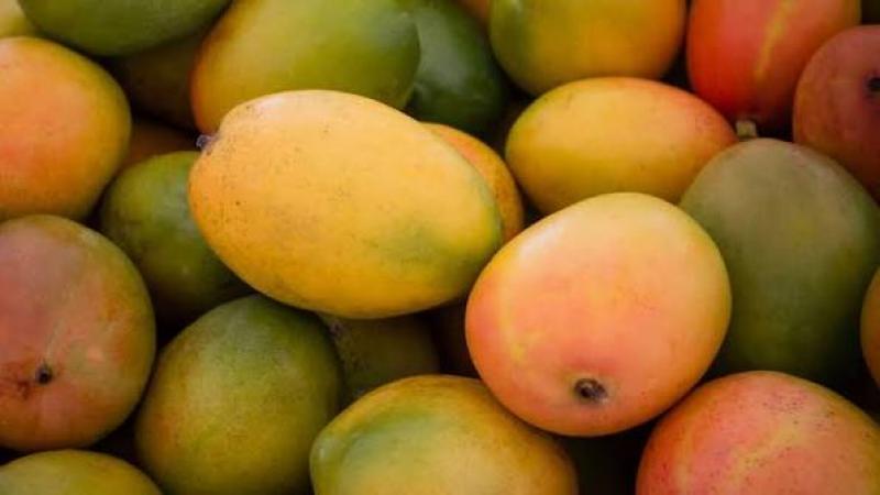 Conozca el plan de Jalisco (México) para mejorar la sanidad del mango y reducir la mosca de la fruta