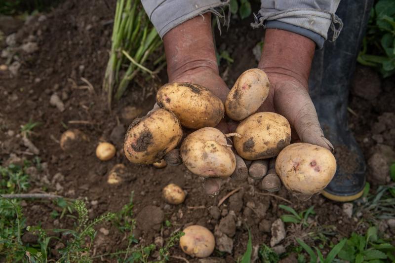 Conozca los requisitos de calidad en el procesamiento de papa