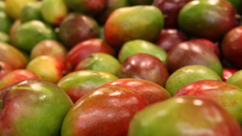 Consumo de mango fresco en Estados Unidos se ha duplicado en las últimas dos décadas