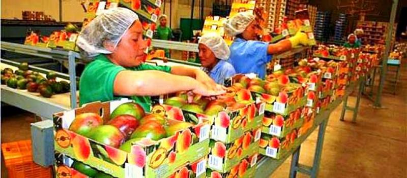 Consumo de mango se triplicó en diez años en Estados Unidos