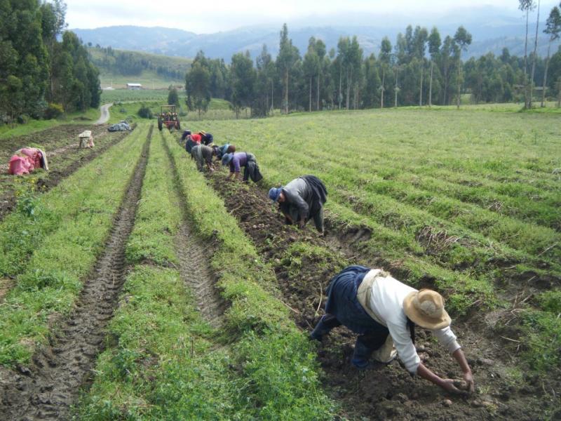 CONTROL RIGUROSO CON PRODUCTOS FITOSANITARIOS EVITA 50% DE PERDIDAS EN COSECHAS DE PAPA