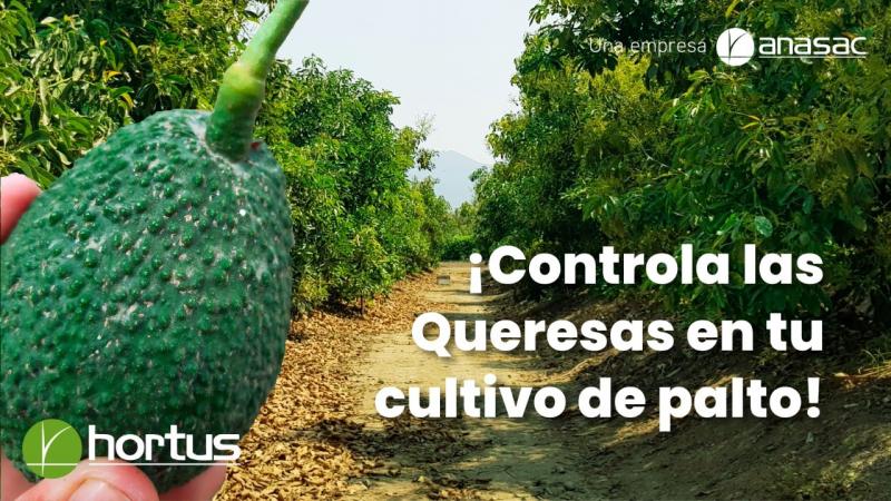 Controla Las Queresas En Tu Cultivo De Palto 0525