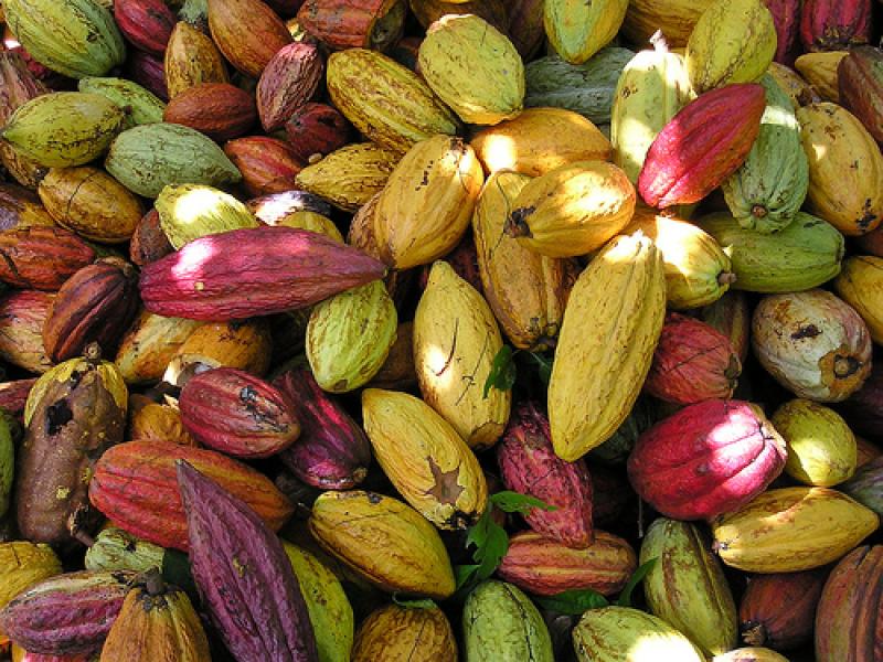 CONVOCAN AL CONCURSO INTERNACIONAL “CACAO DE EXCELENCIA” 