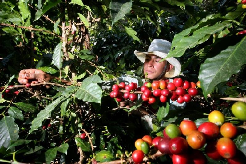 COOPERATIVA CAFETALERA FRUTO DE SELVA DUPLICARÁ EXPORTACIÓN