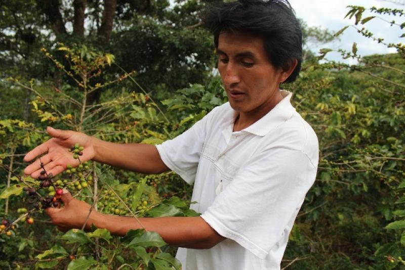 COOPERATIVA DE CAFÉ RÍO NEGRO REDUJO EXPORTACIÓN EN UN 50%