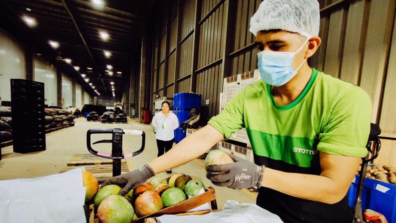 Cooperativa de productores de Piura ingresa al mercado retail con 12 mil kilogramos de mango
