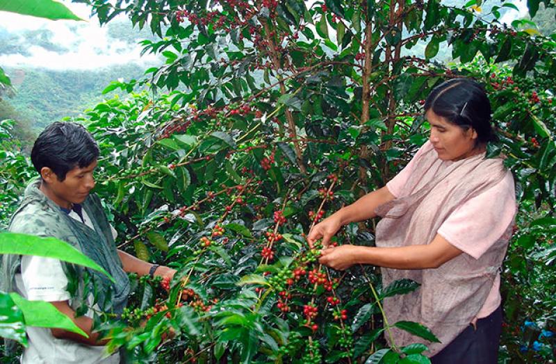 Cooperativas agrarias son responsables del 15% de las exportaciones de alimentos de Perú