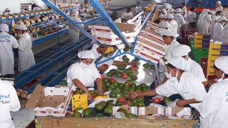 COREA DEL SUR SUPERARÍA A JAPÓN COMO DESTINO DE MANGOS FRESCOS PERUANOS