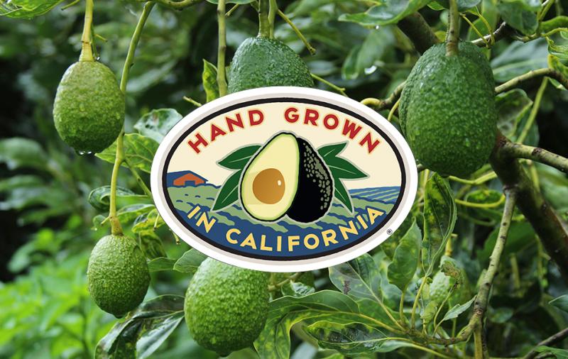 Cosecha de palta de California para este año duplicaría lo alcanzado el 2017