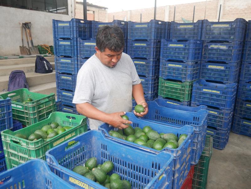 Cosecha de palta en la localidad ancashina de Moro se reduce hasta en un 50%