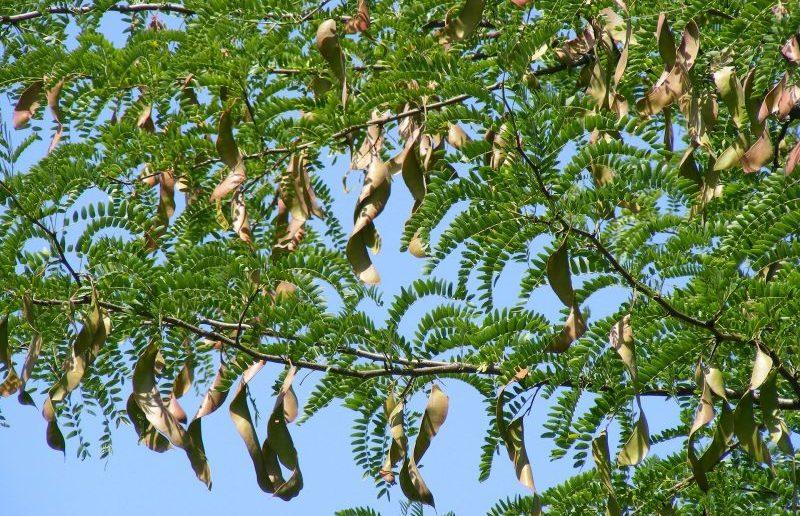 Crean Grupo de Trabajo encargado de evaluar la problemática de la reducción poblacional del algarrobo en la Costa Norte peruana