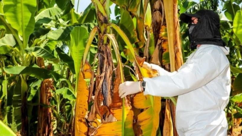 Crean grupo de trabajo para emergencia fitosanitaria en cultivo de banano