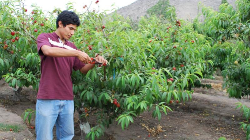 Crean Grupo de Trabajo Sectorial para elaborar propuesta del reglamento de la Ley Nº 31410, Ley que crea el Secigra Agrario