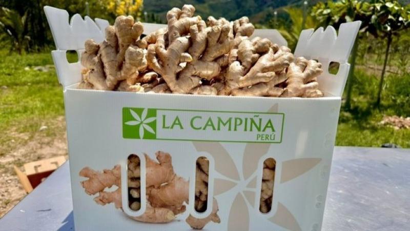 Crecimiento de la superficie de jengibre en Perú y la entrada de más producto brasileño hacen prever una disminución de los precios