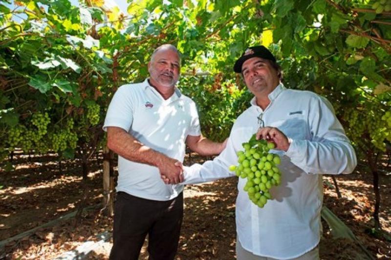 Crecimiento de las uvas de mesa de variedades verdes sin semilla es notable en Perú