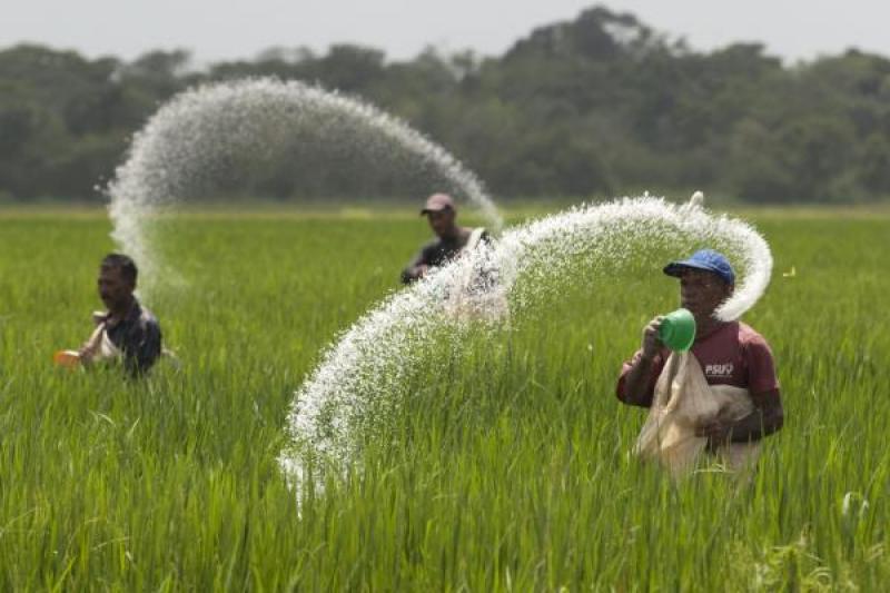 Creció en 42% la importación de urea