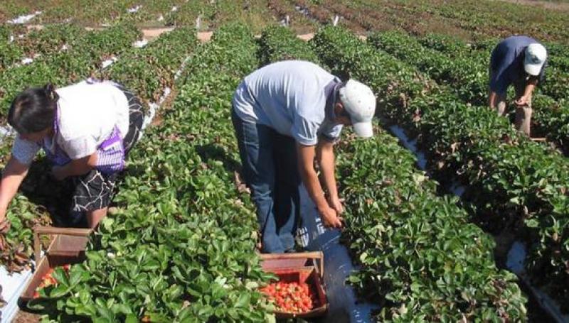 Créditos para pequeños agricultores aún son insuficientes, sostienen expertos