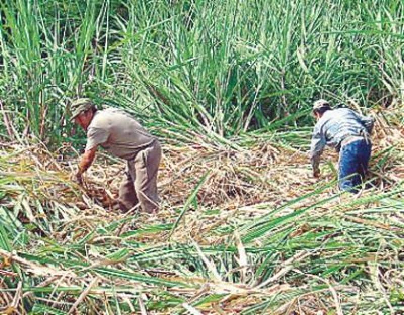 CRITICA OBSERVACIÓN A LEY DE PROTECCIÓN PATRIMONIAL 