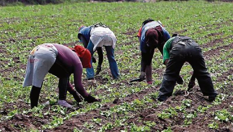 ¿Cuáles son las dudas que debe aclarar el reglamento de nueva Ley Agraria?