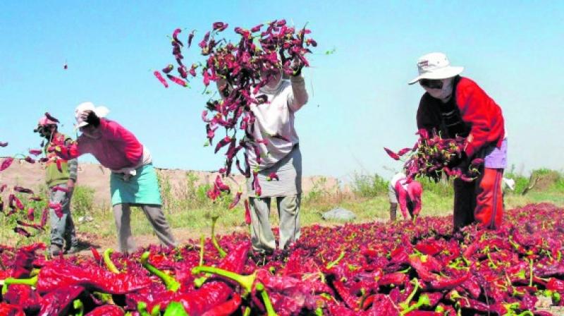 Cultivida: Es falso que la Ley de Promoción Agraria solo beneficiará a empresas agroexportadoras