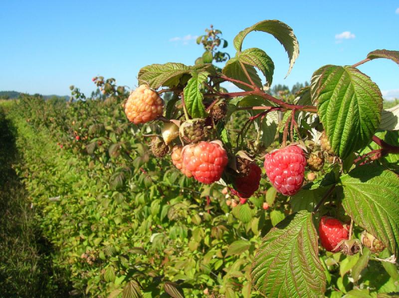 Cultivo de frambuesa es negocio rentable para pequeños productores