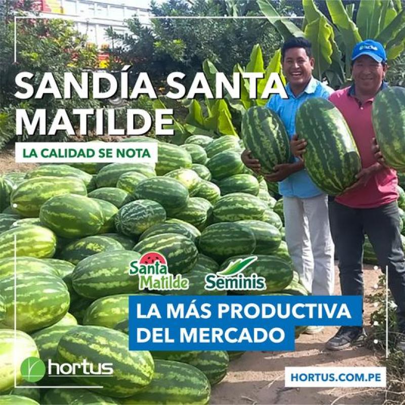 Cultivo de Sandía Santa Matilde incrementa rentabilidad al agricultor