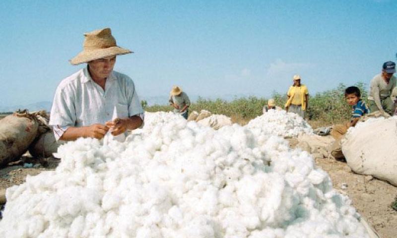 CULTIVOS DE ALGODÓN EN LAMBAYEQUE SE REDUCIRÍAN MÁS DE 40%