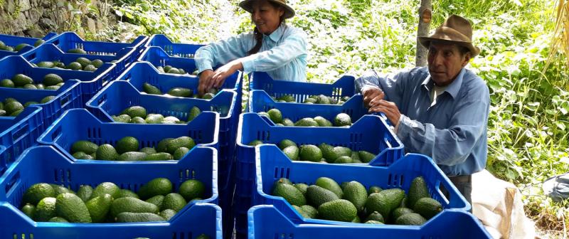 Cusco: exportaciones de palta Hass de Limatambo continúan en aumento