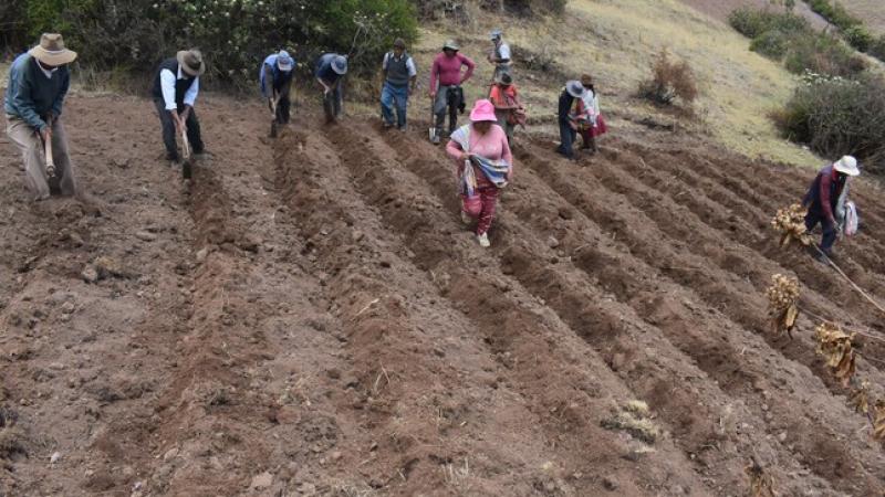 Cusco: INIA instala parcela demostrativa en Ayaviri para mejorar calidad genética de la papa