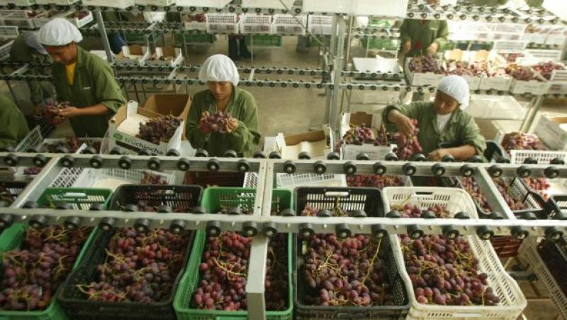 DANPER EXPORTARÁ POR PRIMERA VEZ UVA ESTA CAMPAÑA