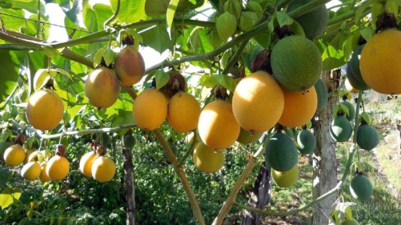 Declaran el 26 de abril como “Día Nacional de la Granadilla”