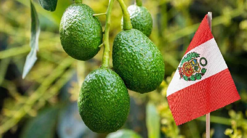 Declaran el tercer viernes de agosto como el “Dia Nacional de la Palta Peruana”