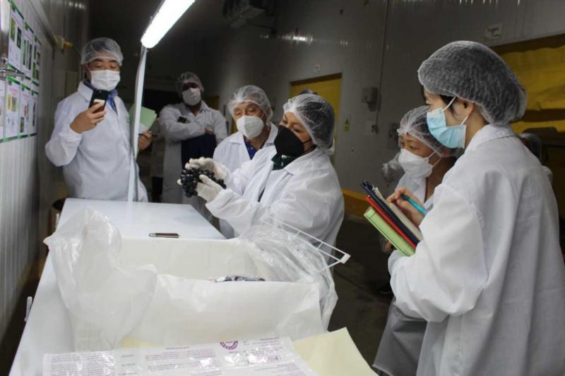 Delegación japonesa visita a productores de uva en Ica y Piura con miras a un posible acceso a dicho mercado