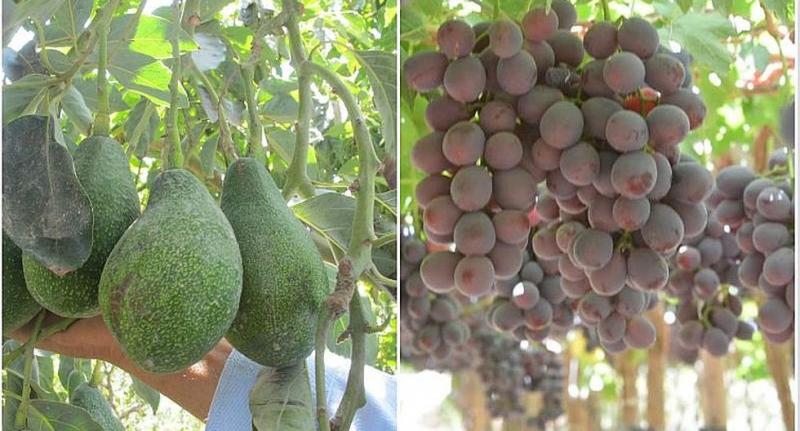 Demanda de frutas empieza a ajustarse por Covid-19