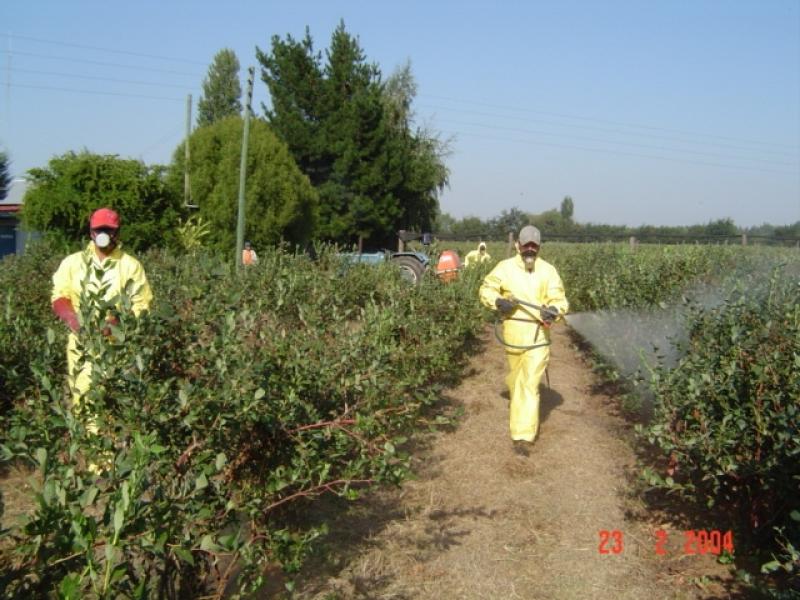 DENUNCIAN FALTA DE INFORMACIÓN ANTE LOS PESTICIDAS