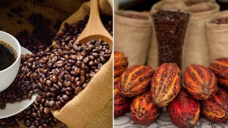 Desafíos para los productores de café y cacao