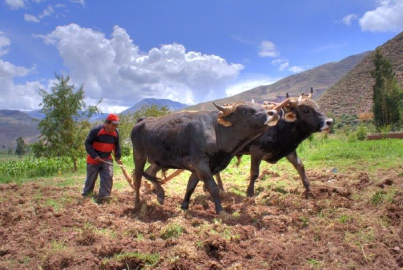 DESCORDINACIÓN EN AGRO PARALIZA RECURSOS Y MINIMIZA IMPACTO POSITIVO