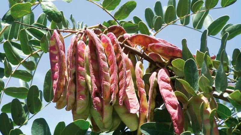 Despachos de tara crecen un 51% en volumen entre enero y abril