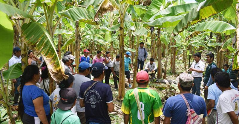 Destinan casi S/ 20 millones para impulsar producción de plátano en el Vraem