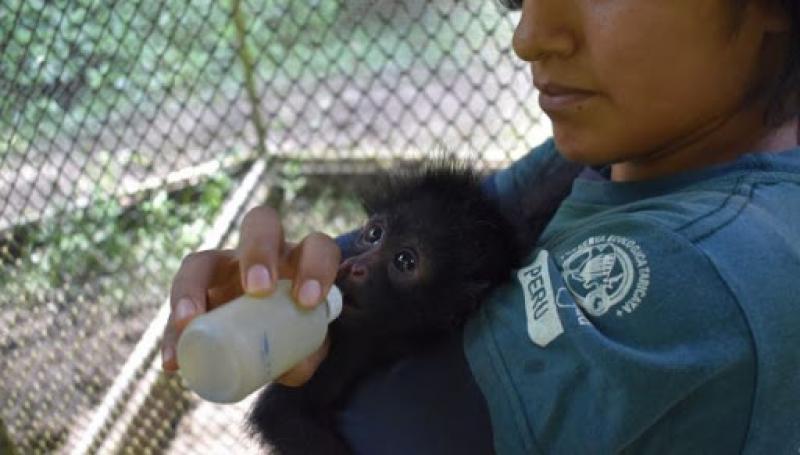 Destinan S/ 3.9 millones para atender 143 centros de cría de animales silvestres a nivel nacional