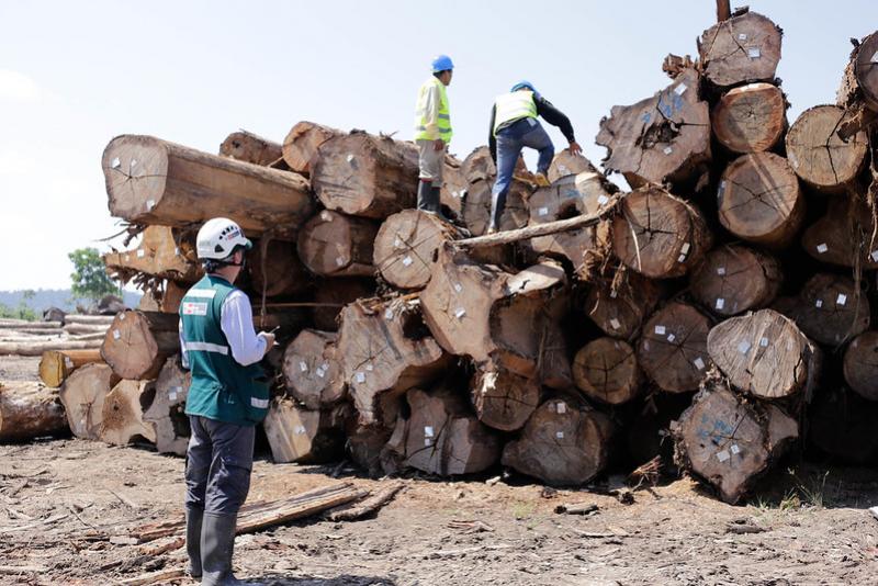 Destinarán presupuesto para control y vigilancia de los bosques y sus recursos forestales