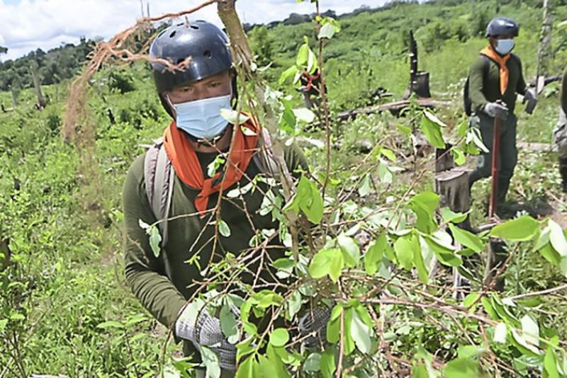 Destruyen cerca de 4 mil hectáreas de cultivos ilegales de coca en Huánuco, Pasco y Ucayali