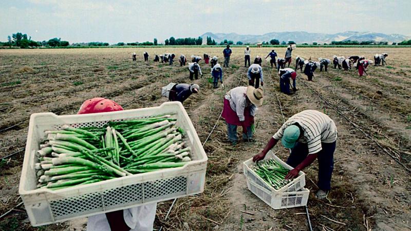 Determinan actividades agroindustriales comprendidas en Ley N° 31110