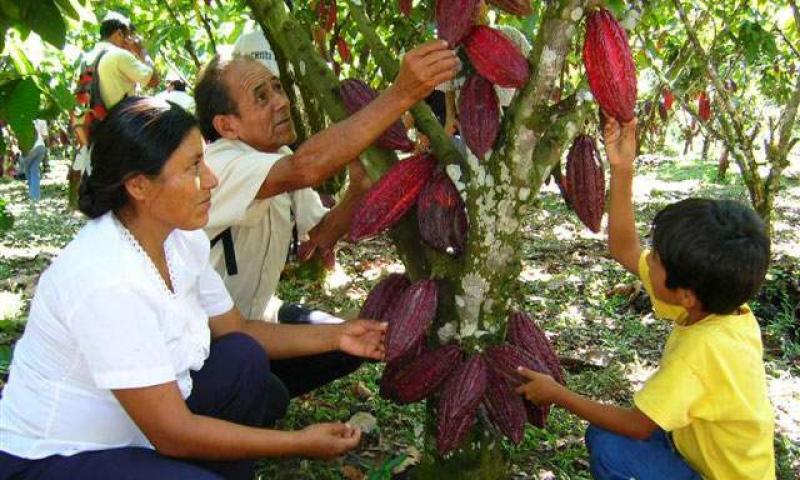 DEVIDA BENEFICIARÍA A MÁS DE 5 MIL AGRICULTORES DE SAN MARTÍN