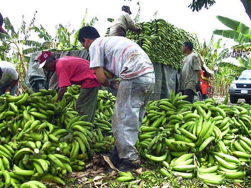 DEVIDA INICIA PROYECTO QUE BENEFICIARÍA A 2 MIL PRODUCTORES DE PLÁTANOS