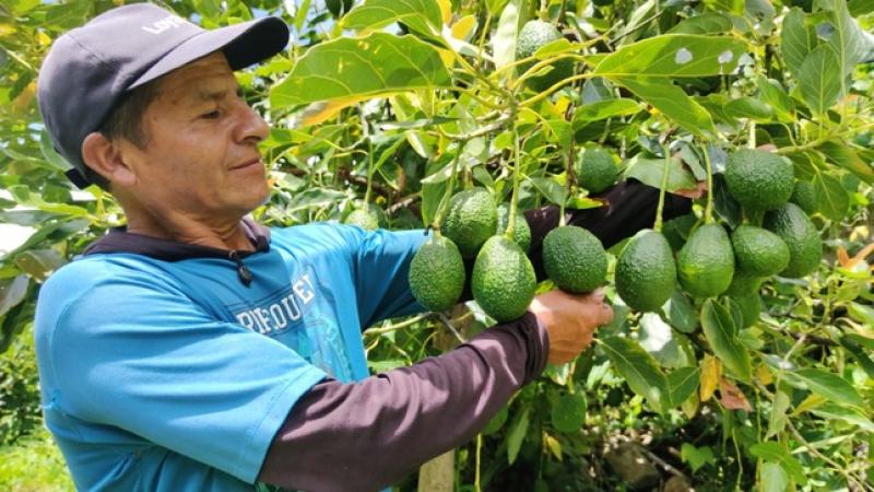 Devida invierte cerca de 800 mil soles para impulsar el cultivo de palta mejorada en el VRAEM