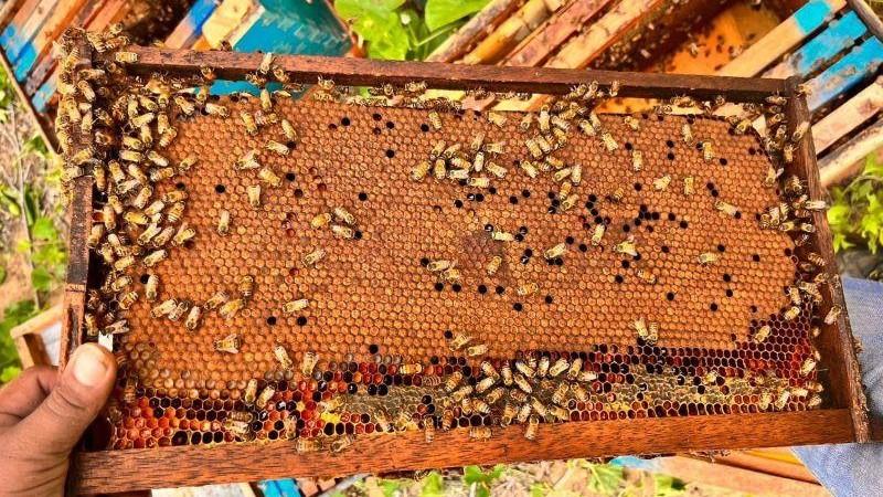 Día de la Apicultura: Conozca el modelo de polinización inteligente y monitoreo en tiempo real