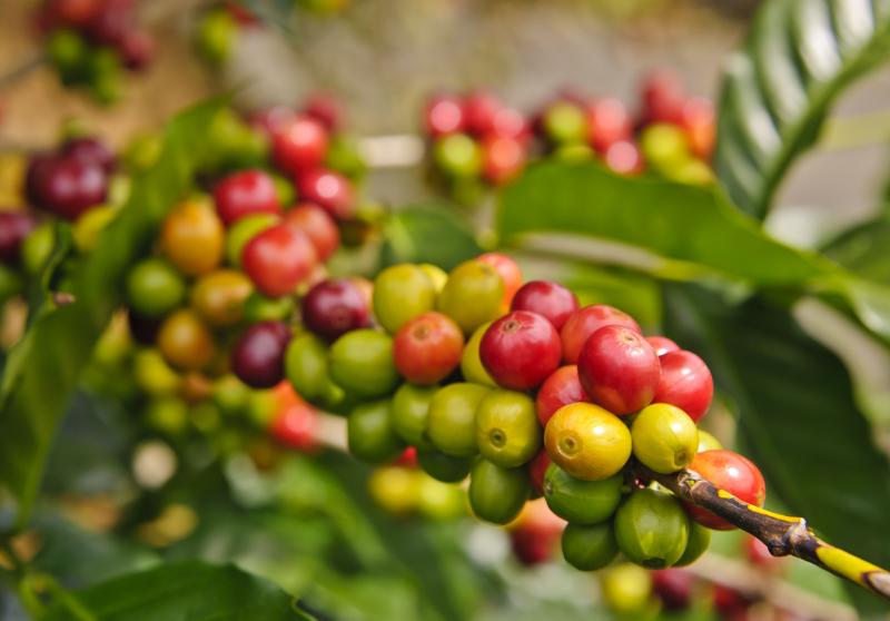 Diez países de América contarán con sistema integrado de alerta temprana para combatir la roya en el café